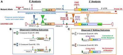 Nuclease-free precise genome editing corrects MECP2 mutations associated with Rett syndrome